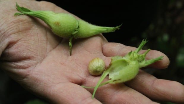 A hand holding a green nut and its green envelope.