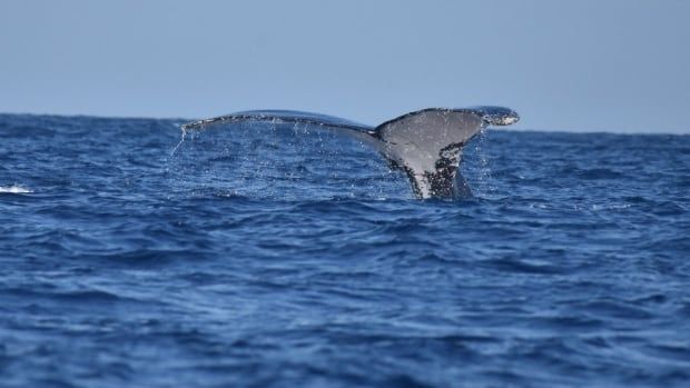 A whale tail breaching the ocean's surface