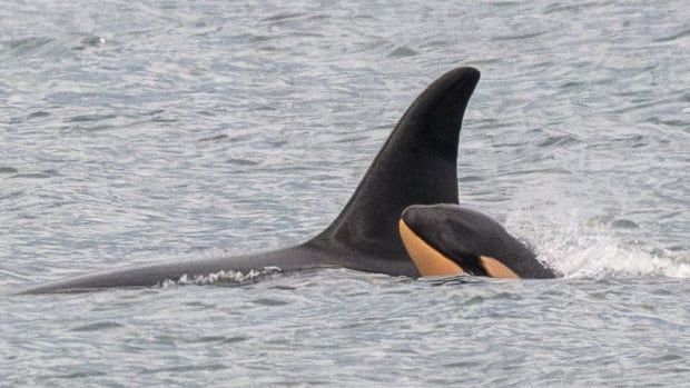 An orca calf seen swimming with a killer whale