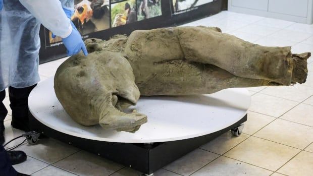 Researchers stand behind glass fencing as they show the carcass of a baby mammoth.