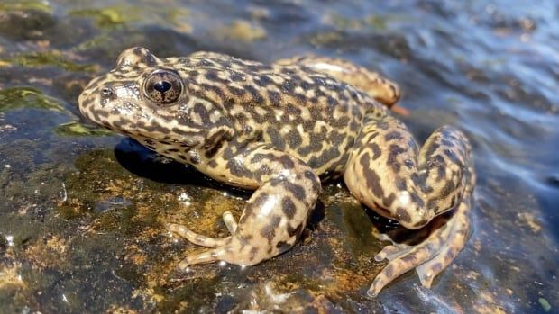 Sun shines off of a mountain yellow-legged frog as it sits on a rock in a lake in the Sierra Nevada mountains. 