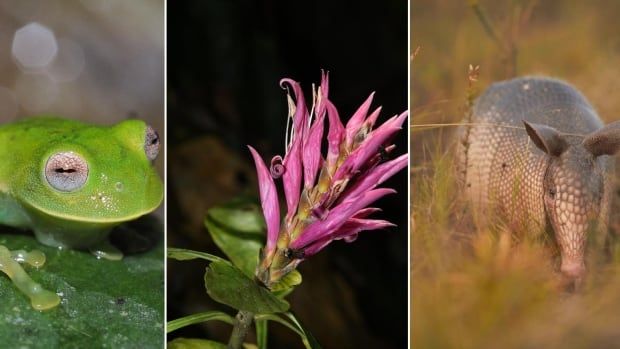 Frog, flower and armadillo