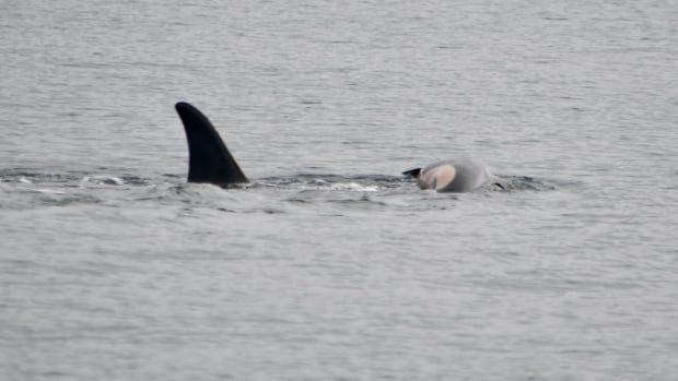 A black dorsal fin above the grey sea surface and a small orca body pushed a little out of the water