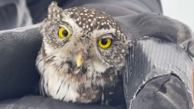 A small owl with bright yellow eyes sits in a black glove.