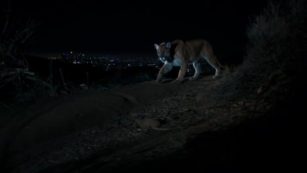 A mountain lion is illuminated in an image from a camera trap. It walks along a trail at night the the city lights of L.A. twinkling in the background. 