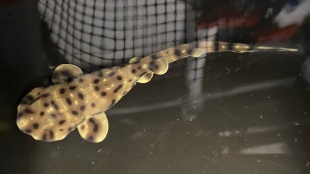 A small, flat, yellow shark with brown and black spots, pictured from above.