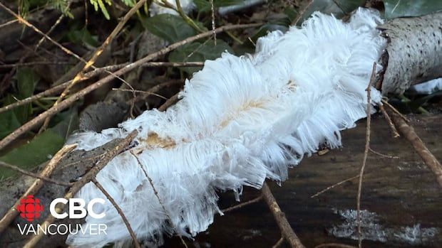 The century-old "hair ice" mystery – and where to find it