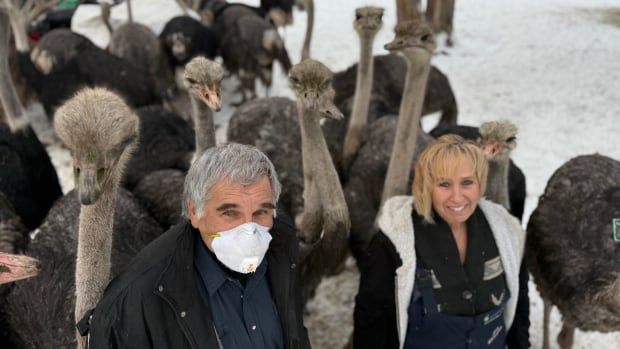 Two people wearing masks stand outside with ostriches.