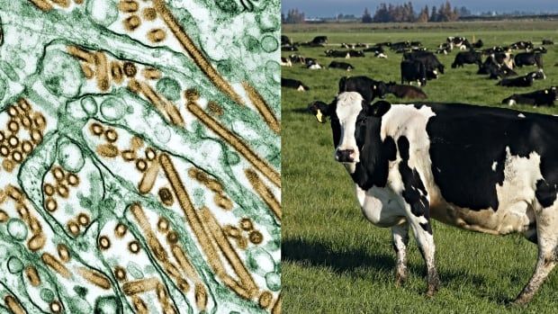 Left side: A micrograph of H5N1, a type of avian influenza A. Right side: A dairy cow in New Zealand.