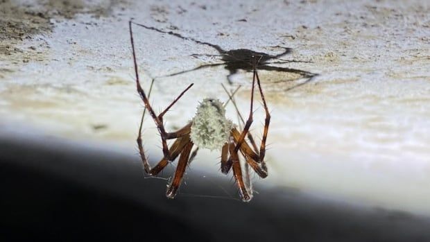 A spider, walking on a ceiling, its head and body encrusted in a fuzzy white substance that looks something like coral. 