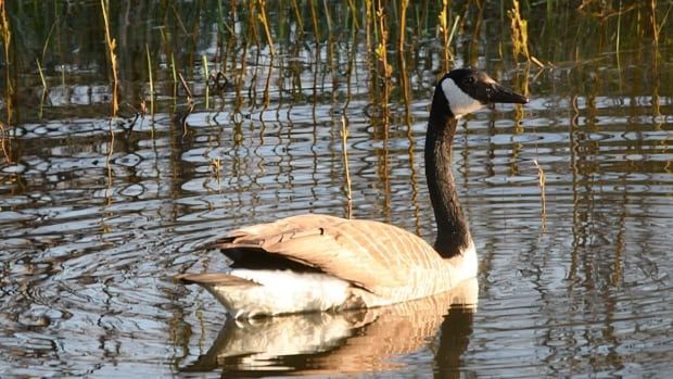 A goose swims in a park pond.