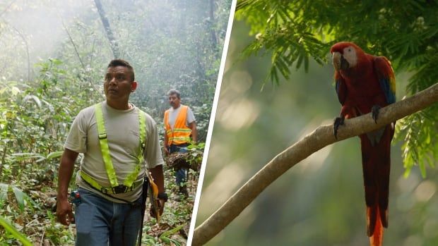 On the left, a man wearing a bright yellow harness walks through a dense jungle. On the right, a scarlet macaw perches amidst a green canopy. 