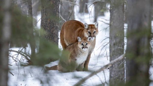 A cougar with a cub. 