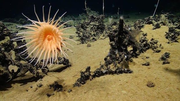 An abyssal sea anemone growing in a manganese-encrusted reef 4,100 metres beneath the surface. 