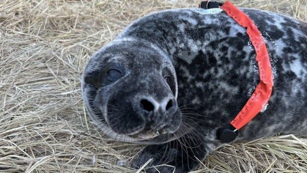 A black and grey seal pup has a monitor strapped to its body.