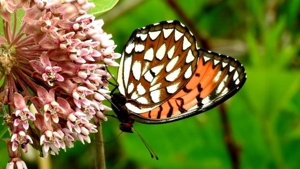 Regal fritillary butterfly on a milkweed flower