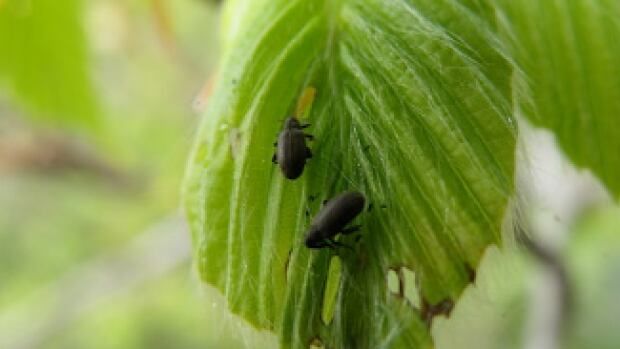 Two little bugs standing on a leaf. 