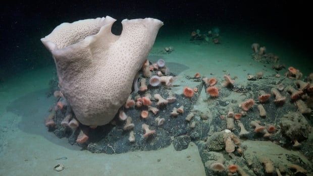 A large white sea sponge with two openings surrounded by little pinkish anemones