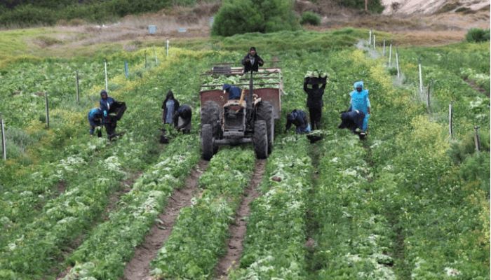 Farmers need more support for sustainable food supply in Nigeria – PricePally