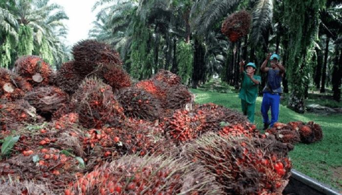 Industries’ thirst for palm oil sees prices surge by 120%