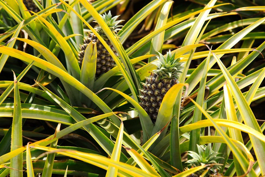 beautiful-pineapple-plant-south-africa-during-daytime-scaled