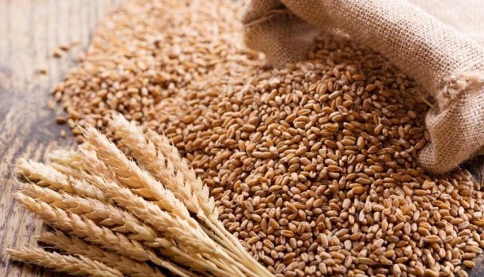 FG begins distribution of subsidised inputs to wheat farmers in Kano