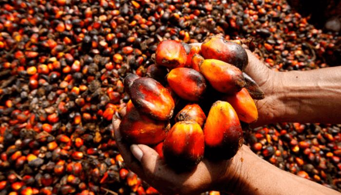 Ellah Lakes eyes  palm oil production in 2025