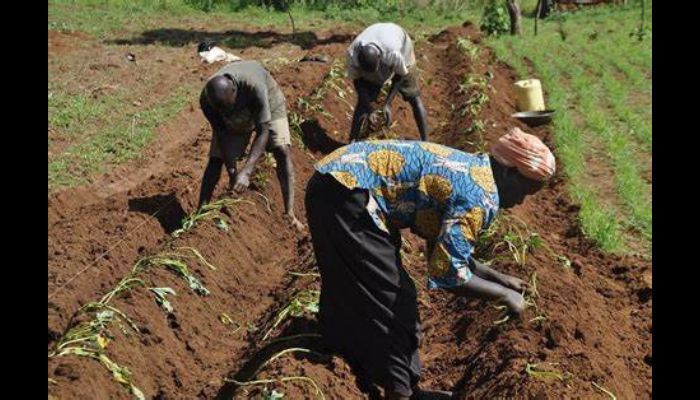 Smartfield trains farmers on farming techniques to tackle climate change