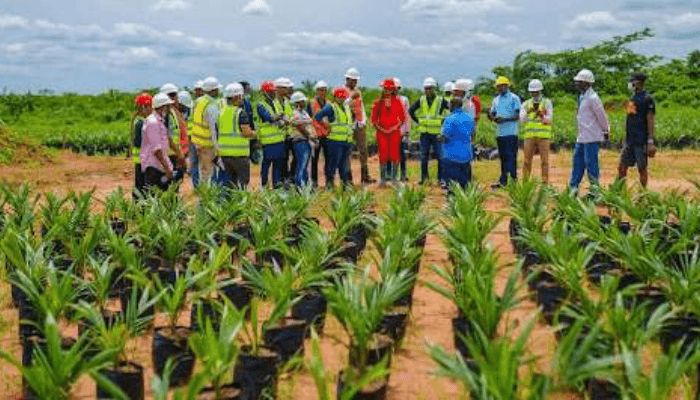 Raedial Farms Limited Partners with a Leading Malaysian firm for the 100,000-hectare oil palm expansion