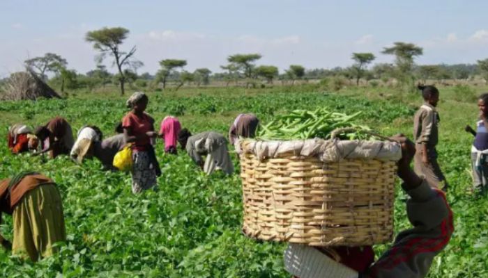 FG, stakeholders strategise to review national gender policy on agriculture