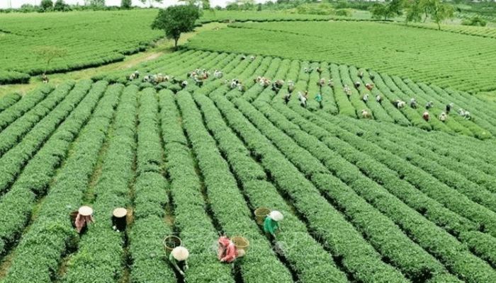 UK pledges £204m to Nigeria’s agriculture growth