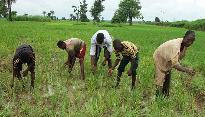 200 Imo farmers to undergo training on green farming, crops production