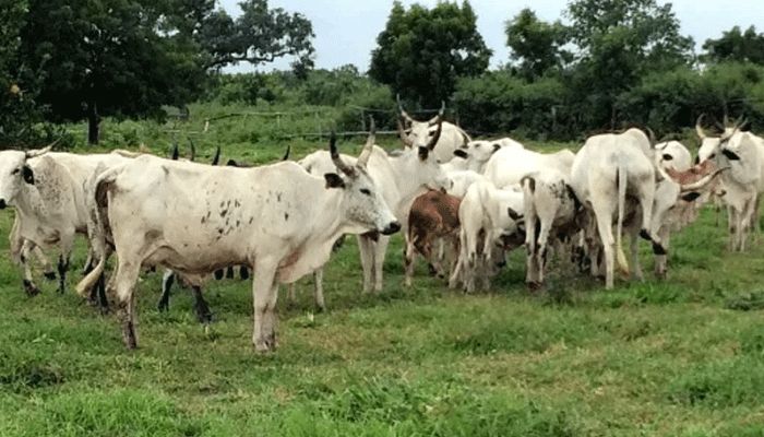 FG to convert 417 grazing reserves to communal ranches