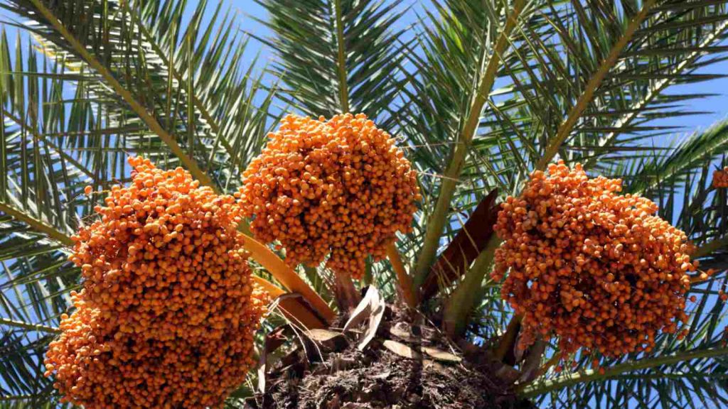 Date palm (Photo credit: Wikipedia)