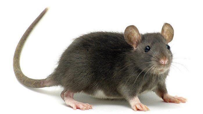 Picture of a rat used to illustrate a lassa fever story