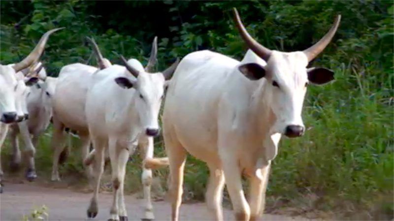 Cattle used to illustrate the story.