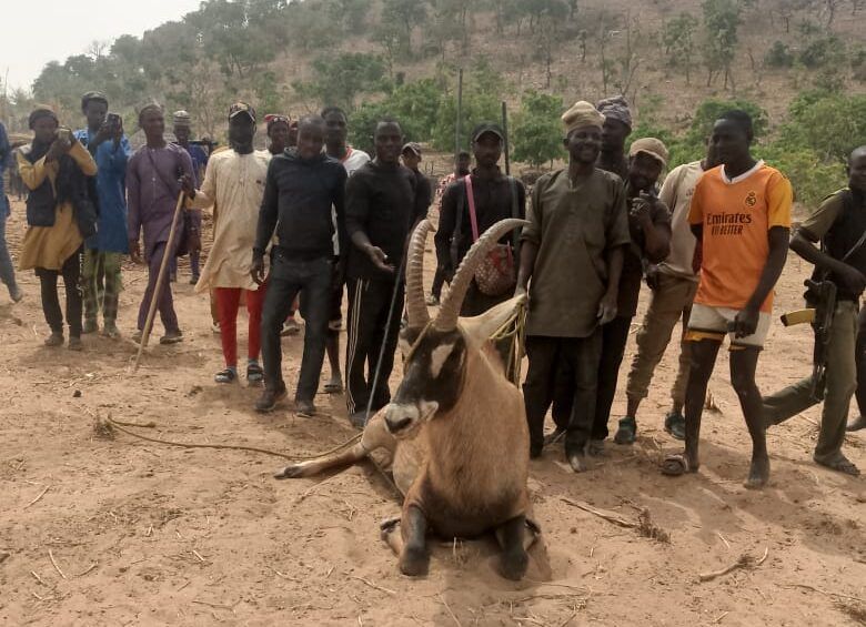 Rangers, hunters during the rescue of rare Antelope species in Bauchi