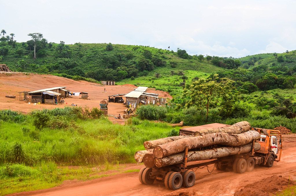 Timber logs being transported used to illustrate the story