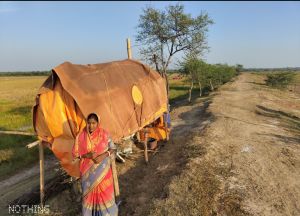 Wild boars, paddy, Kendrapara