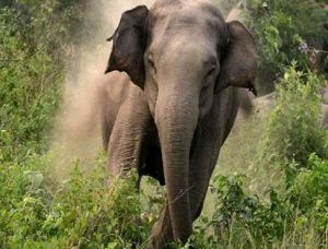 Elephant tramples one to death, injures another in Angul