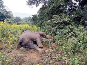 Elephant casualties on rise in Keonjhar