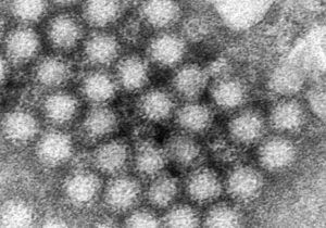 Norovirus AP