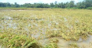 report crop damage due to unseasonal rains