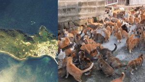 This island has more cats than humans, ratio is 36:1; Know why