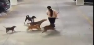 Watch viral video: Woman viciously attacked by pack of dogs; CCTV captures this! 