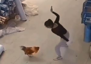 Viral video_Chicken gets schooled