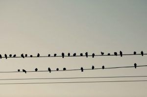 Birds sit on high-voltage wires without a shock