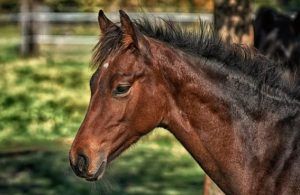 This country has more horses than people