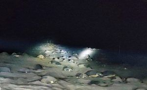 Olive Ridley turtles commence mass nesting at Gahirmatha beach in Odisha