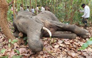 Elephant death in Odisha